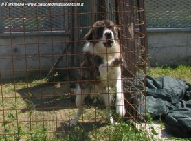 Habor nel lavoro di guardia